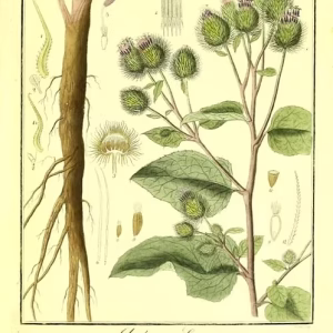 BURDOCK ROOT TINCTURE