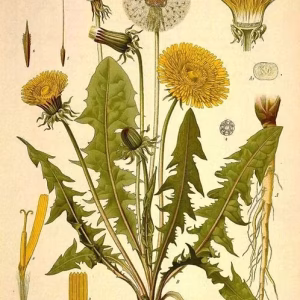 DANDELION LEAF EXTRACT TINCTURE