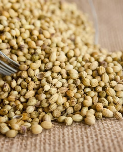 CORIANDER EXTRACT TINCTURE - Image 2