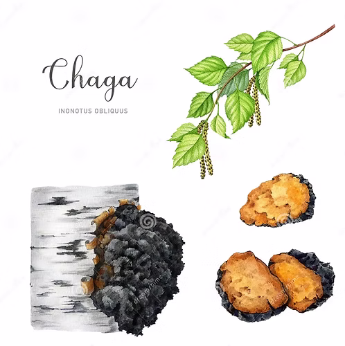 CHAGA TINCTURE
