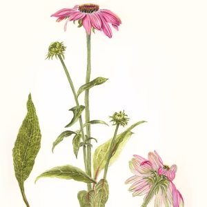 ECHINACEA EXTRACT TINCTURE