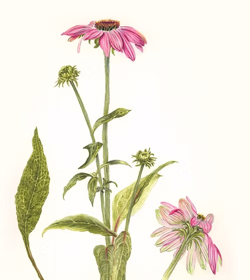 ECHINACEA EXTRACT TINCTURE