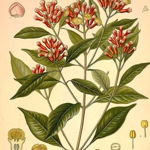 CLOVE EXTRACT TINCTURE