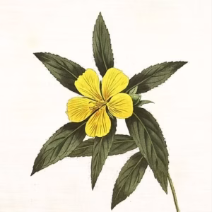 DAMIANA EXTRACT TINCTURE
