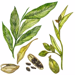 CARDAMOM EXTRACT TINCTURE