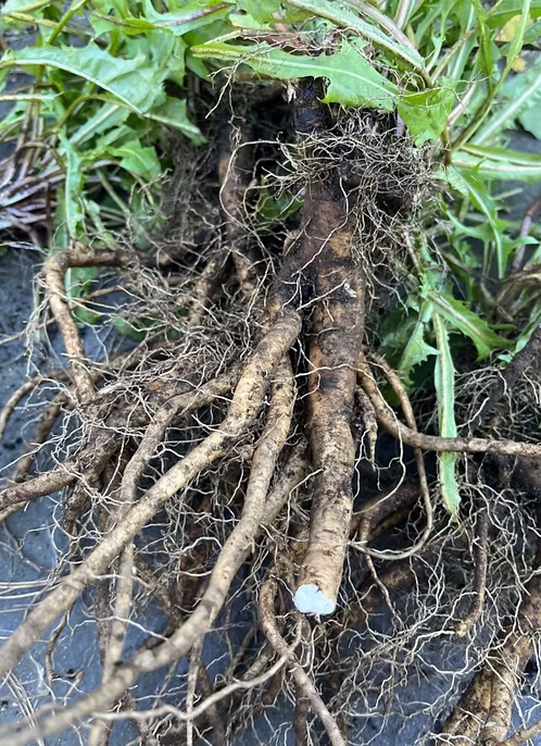 DANDELION ROOT EXTRACT TINCTURE - Image 2