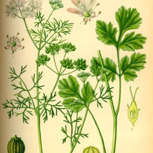 CORIANDER EXTRACT TINCTURE