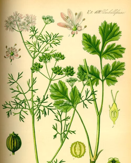 CORIANDER EXTRACT TINCTURE