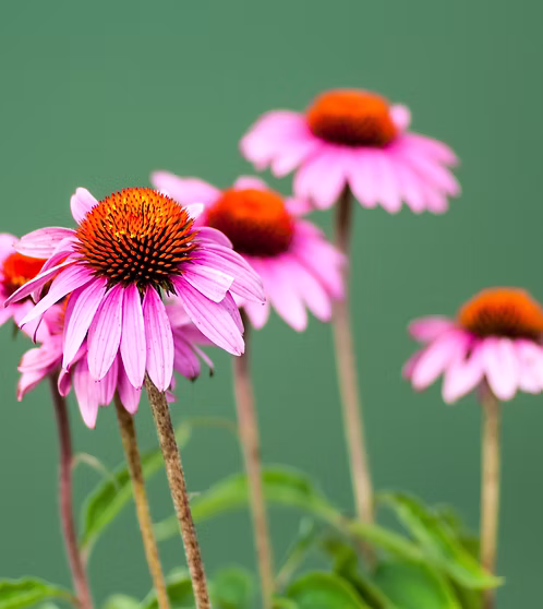 ECHINACEA EXTRACT TINCTURE - Image 2